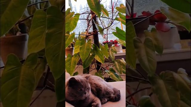 Зимой особенно приятно быть домашним котом😊
