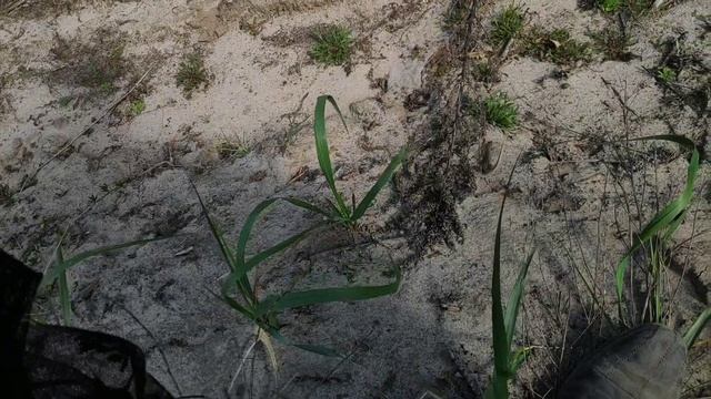 Как ловить ящерицу / большая охота на ящериц 2 / яшперица