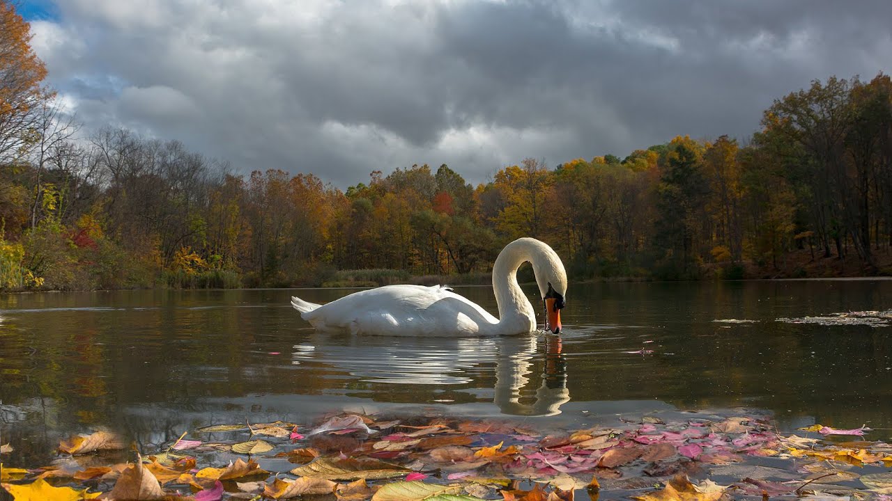 Я куплю тебе дом _ Лесоповал Cover смотреть онлайн