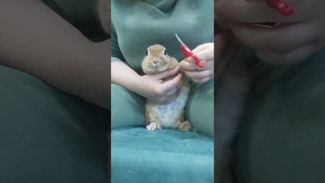 Как подстричь коготки кролику смотреть онлайн