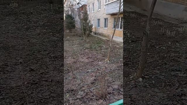 Первые цветы