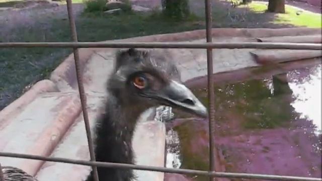 Страусы-эмо