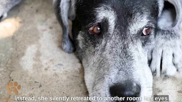 The Owner Yelled at the Dog and Left In the Evening He Cried When He Saw That смотреть онлайн