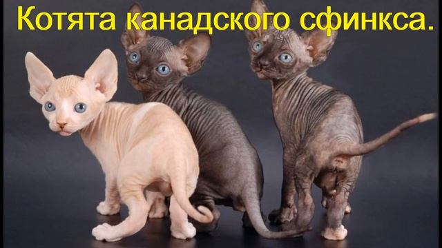 Сфинксы Виды Сфинксов смотреть онлайн