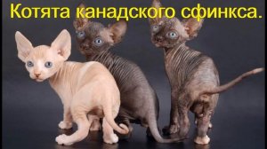 Сфинксы  Виды Сфинксов