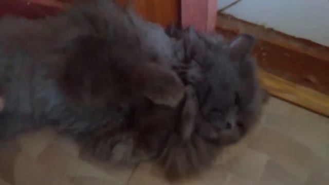 Кот Мишка балдеет (Persian cat) Персидский кот смотреть онлайн