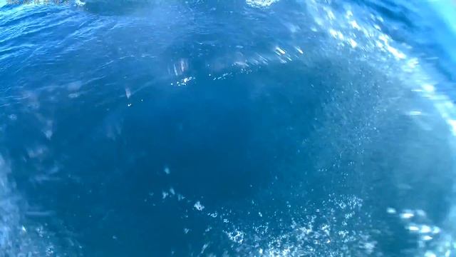 Геленджик. Рыбалка в открытом море. смотреть онлайн