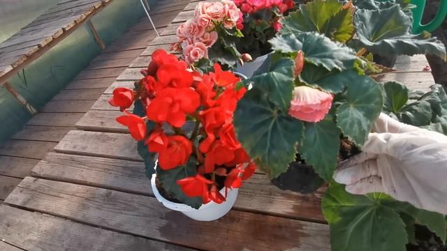 Лучшее лекарство для бегонии смотреть онлайн