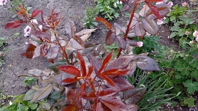 КАК ИЗБАВИТЬСЯ ОТ ГУСЕНИЦ НА РОЗАХ? смотреть онлайн