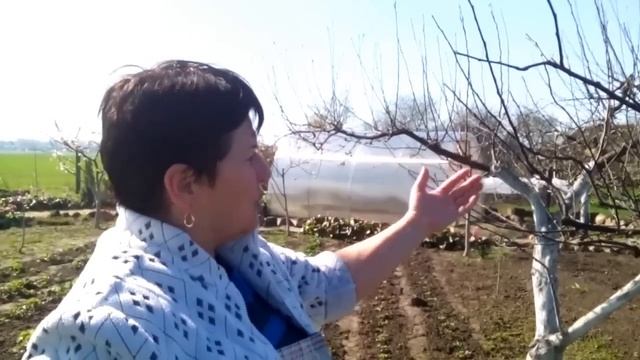 Обрезка яблони после омолаживания (сильной обрезки) (Часть 1)
