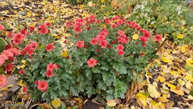 Хризантема мультифлора в горшке или на клумбе. Где лучше цветёт и как сохранить зимой смотреть онлайн