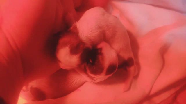 Рождения щенков ши-тцу // Geburt von Shih Tzu Welpen 🥰 #шитцу #shihtzu #ukraine смотреть онлайн