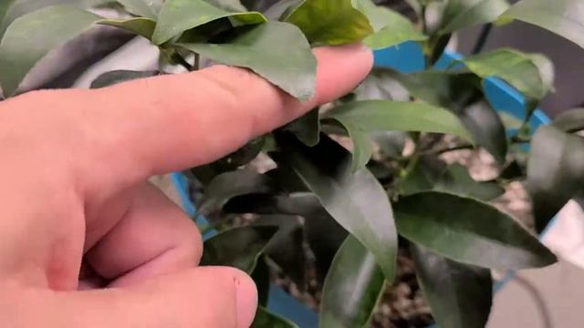 3rd flowering cycle, still hanging on to the fruit , Amazing , Nagami Kumquat Citrus смотреть онлайн