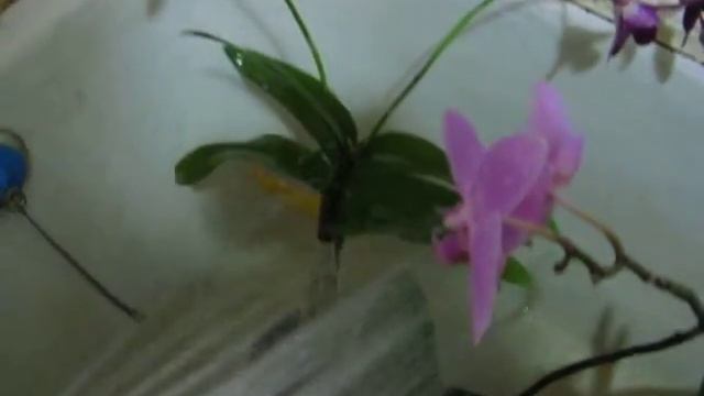 ДЕНДРОБИУМЫ и компания смотреть онлайн