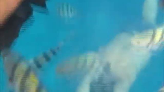 Египет 2010 часть 3 Море смотреть онлайн