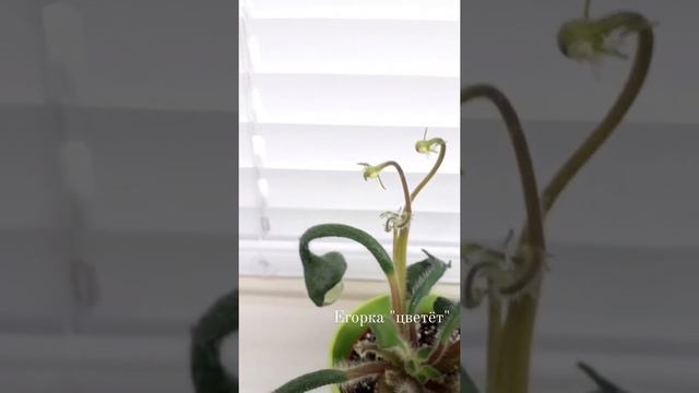 Фиалка LV-Егорка цветёт смотреть онлайн