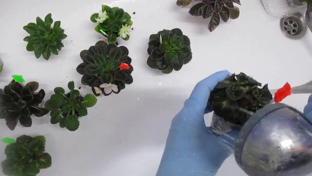 Трипсы на фиалках. Признаки появления насекомых и способы борьбы с ними. смотреть онлайн