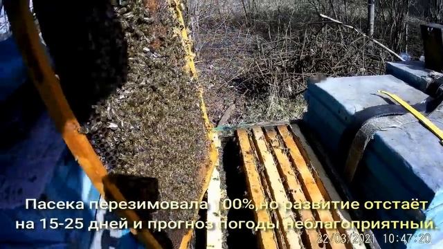 Кто будет собирать мёд БЕЛОЙ АКАЦИИ 2021г.Неблагоприятный прогноз развития пчелосемей,пчелопакетов смотреть онлайн