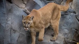 СНЕЖНЫЙ БАРС ПРОТИВ ПУМЫ - ИРБИС VS ГОРНЫЙ ЛЕВ