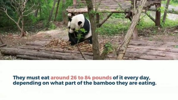 National Animal of China|Giant Panda|Short Biography on Giant Panda|Wildlife