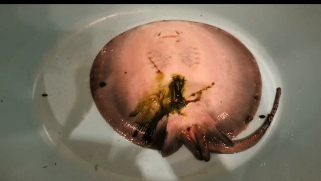 Пресноводные скаты(мой опыт) смотреть онлайн