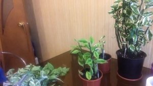 Педилантус. Формирование, черенкование и укоренение.