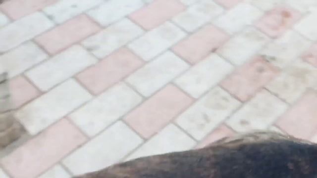 Кане Корсо собаки дробят большие говяжьи кости. смотреть онлайн