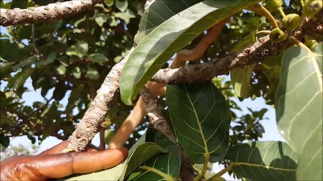 ASMA Ficus platyphylla AS 46 смотреть онлайн