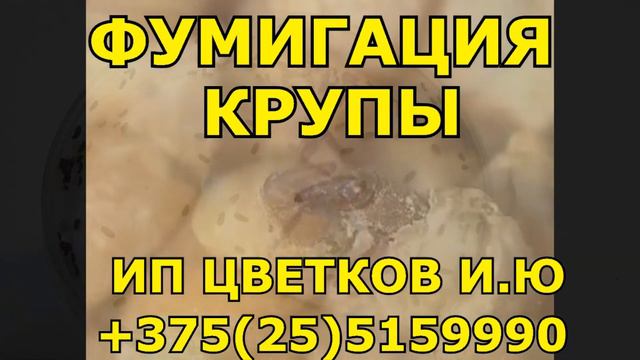 Обработка фосфином крупы в Беларуси (гречихи, овсяной, перловки, пшено, риса, сои, фасоли, ячневой)