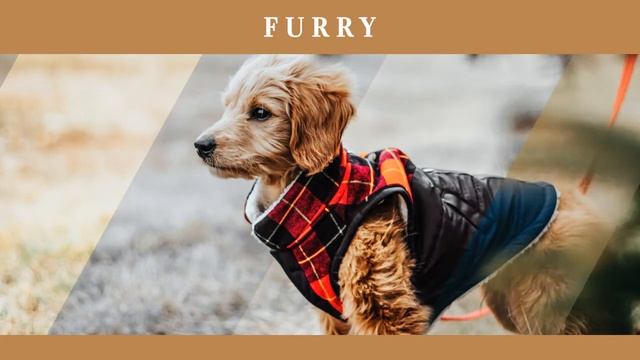 12 Furry Lightroom Presets Mobile Filters Photoshop Actions Instagram Animals Cat Dog Blogger смотреть онлайн