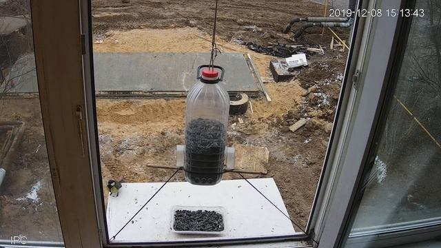 Поползень. Птицы у кормушки. Зима, г. Александров. смотреть онлайн