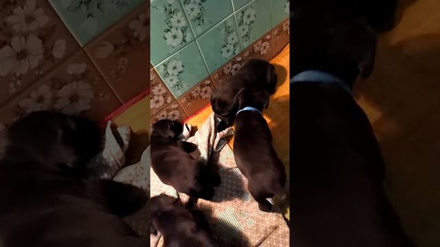 Цуценята кане корсо граються. Корсіки 1 місяць. смотреть онлайн