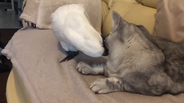 Какаду троллит спящего кота смотреть онлайн