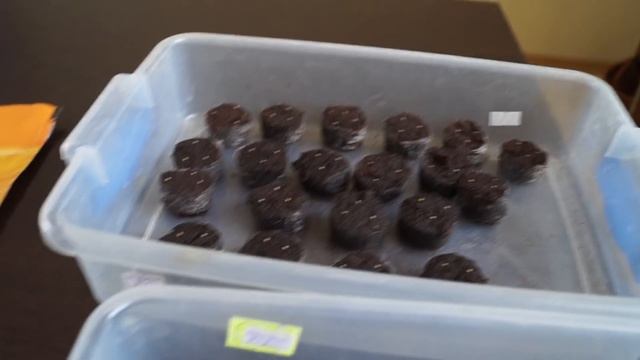 Эустома,как вырастить в торфотаблетках. смотреть онлайн