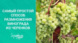 Самый простой способ размножения винограда из черенков
