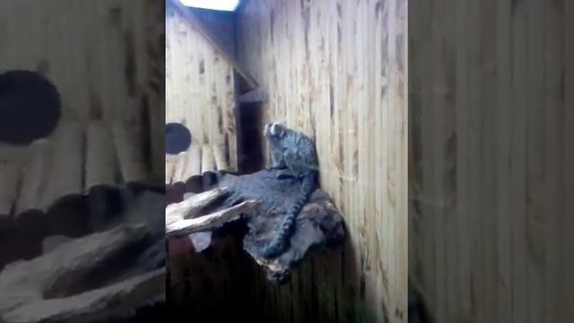 Карликовая обезьянка! смотреть онлайн