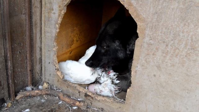 Волк ест петуха смотреть онлайн