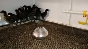 Ухейилюй (лакеданзи). Часть 2. Вторая и третья недели жизни.