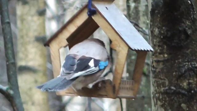 Осенние друзья