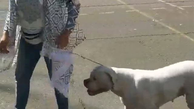 МОНОПОРОДНАЯ выставка, ранг ПК, 19.08.18, г. Обнинск. часть 3 смотреть онлайн