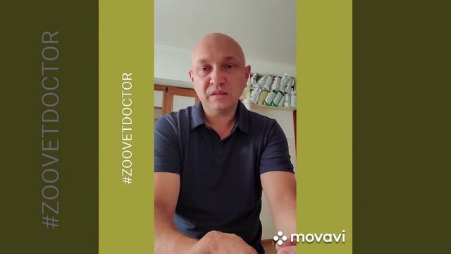 Эвтаназия усыпление собак кошек ветеринарная клиника советы ветеринара ветврач блог #zoovetdoctor смотреть онлайн