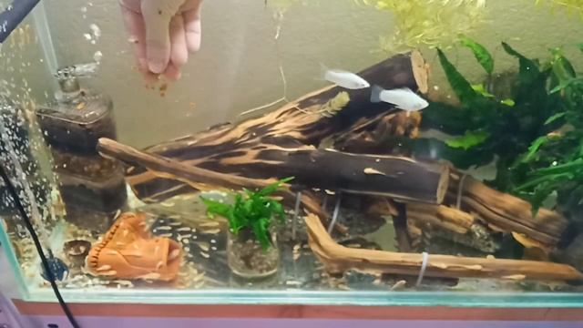 Малёк анциструса - чем кормить, от чего гибнет смотреть онлайн