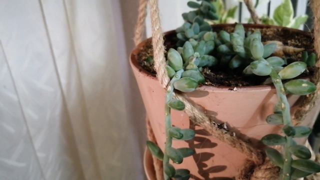 Очиток Моргана! Седум Морганианум! смотреть онлайн