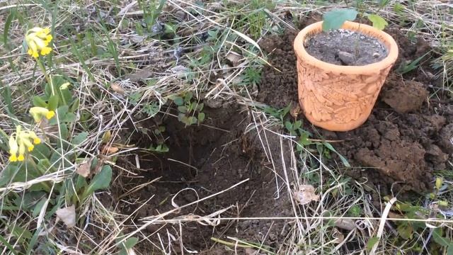 Начало посадки дубов смотреть онлайн