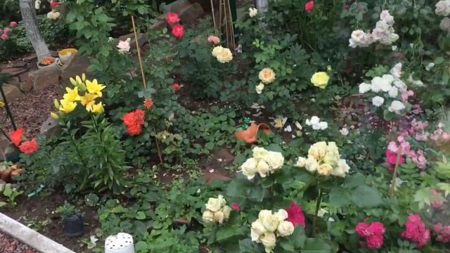 Розы в моем саду! №7 Розовый микс для хорошего настроения. смотреть онлайн
