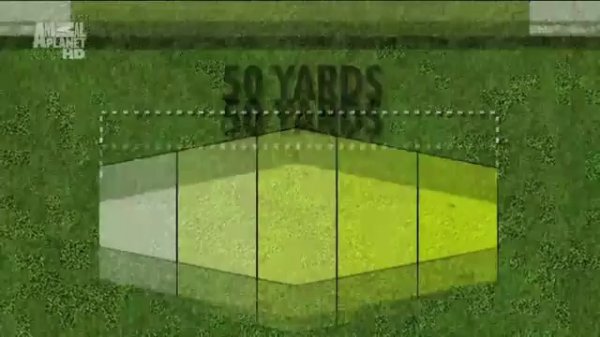 Австралийская овчарка в программе "Dogs 101 (Animal Planet)"