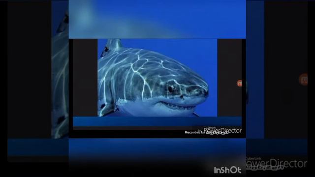Топ 5 самых опасных акул смотреть онлайн