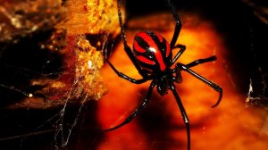 Паук чёрная вдова! Смертельно опасный вид