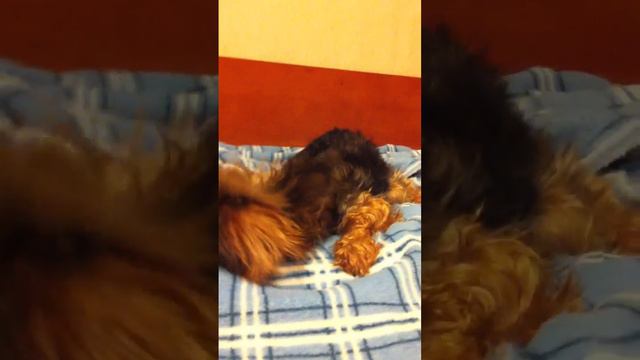 приколы с собаками. йорк смотреть онлайн