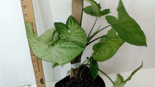 Huge, Climbing White Butterfly Syngonium For Sale RedneckShrek Etsy